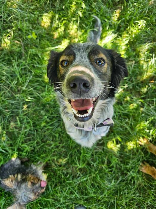 Nieduży, młody psiak o pięknym umaszczeniu do adopcji - Rezner