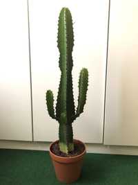 Kaktus 75 cm w oslonce