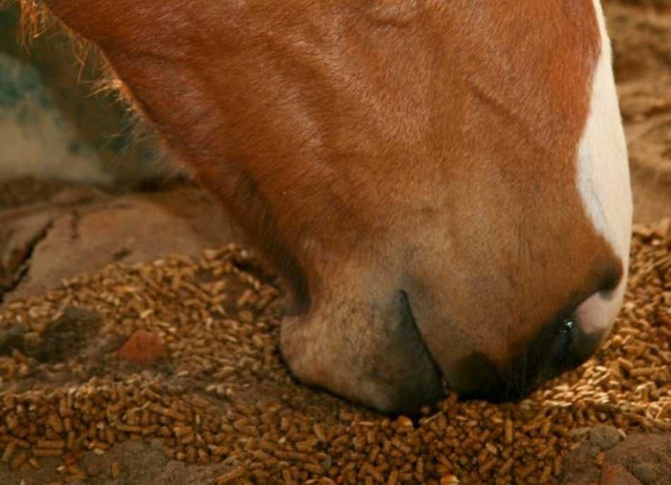 Karma pasza dla konia z liści wybranych gryki białko 28%