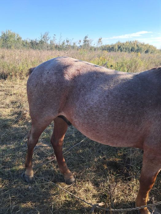 Продам молодого коня