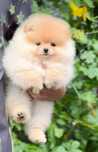 !!! Mini miś pomeranian