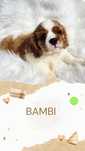 Cavalier King Charles Spaniel - szczeniak