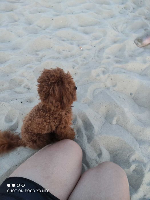 Той Пудель. Мальчик  Мини.  Вязка Многоплодная линия. ТойПудель