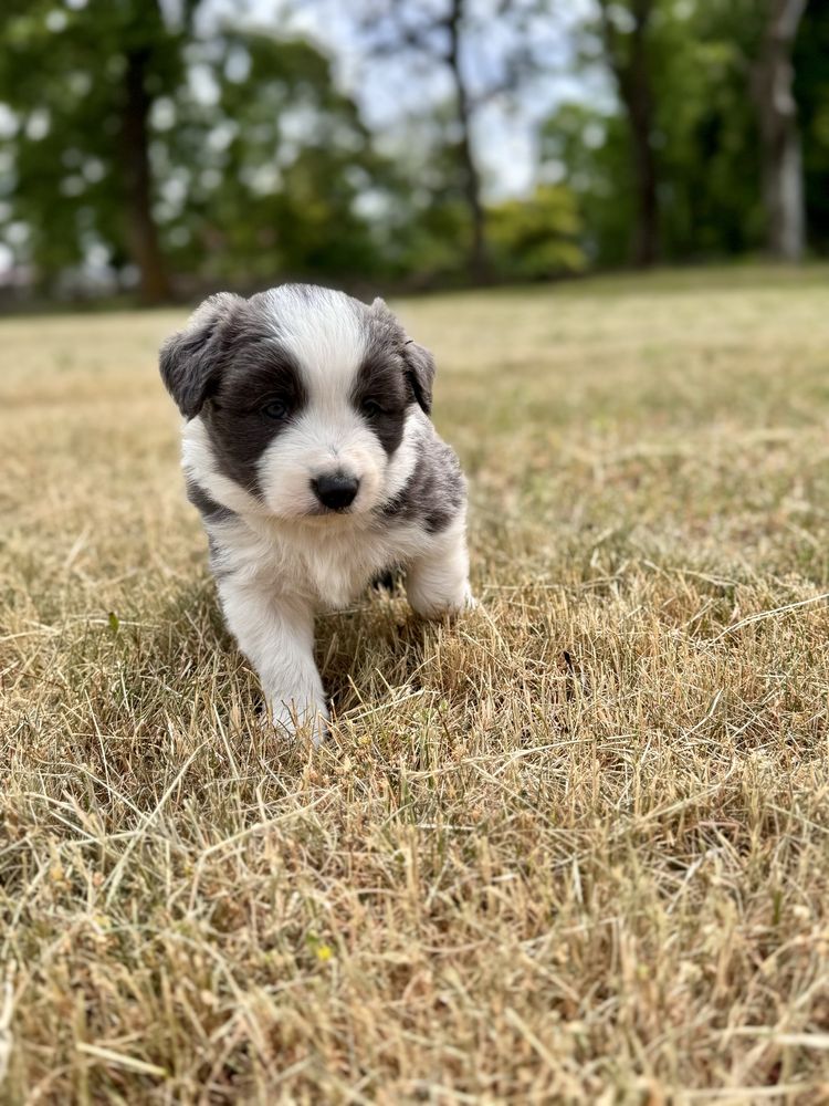 Border Collie Blue White Piekny Piesek