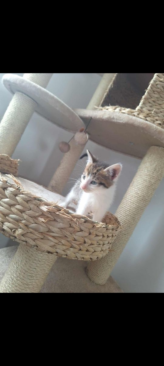 Kotek do adopcji