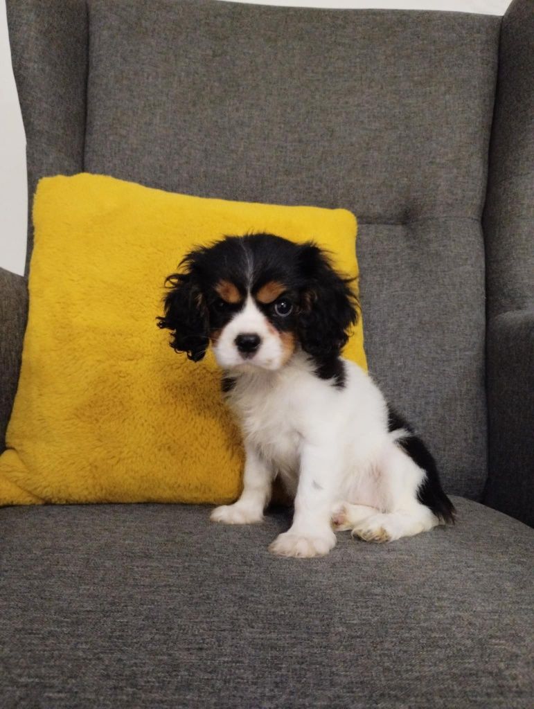 Cavalier King Charles Spaniel, sunia.
