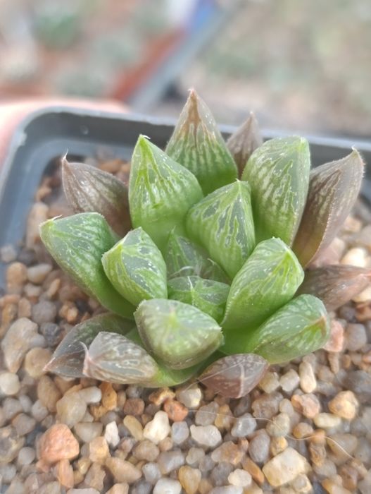 Суккуленты хавортии