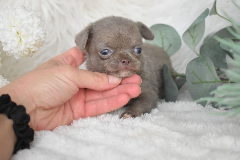 Chihuahua .Cabeça de maçã. Menina  Lilac de olhos azuis.