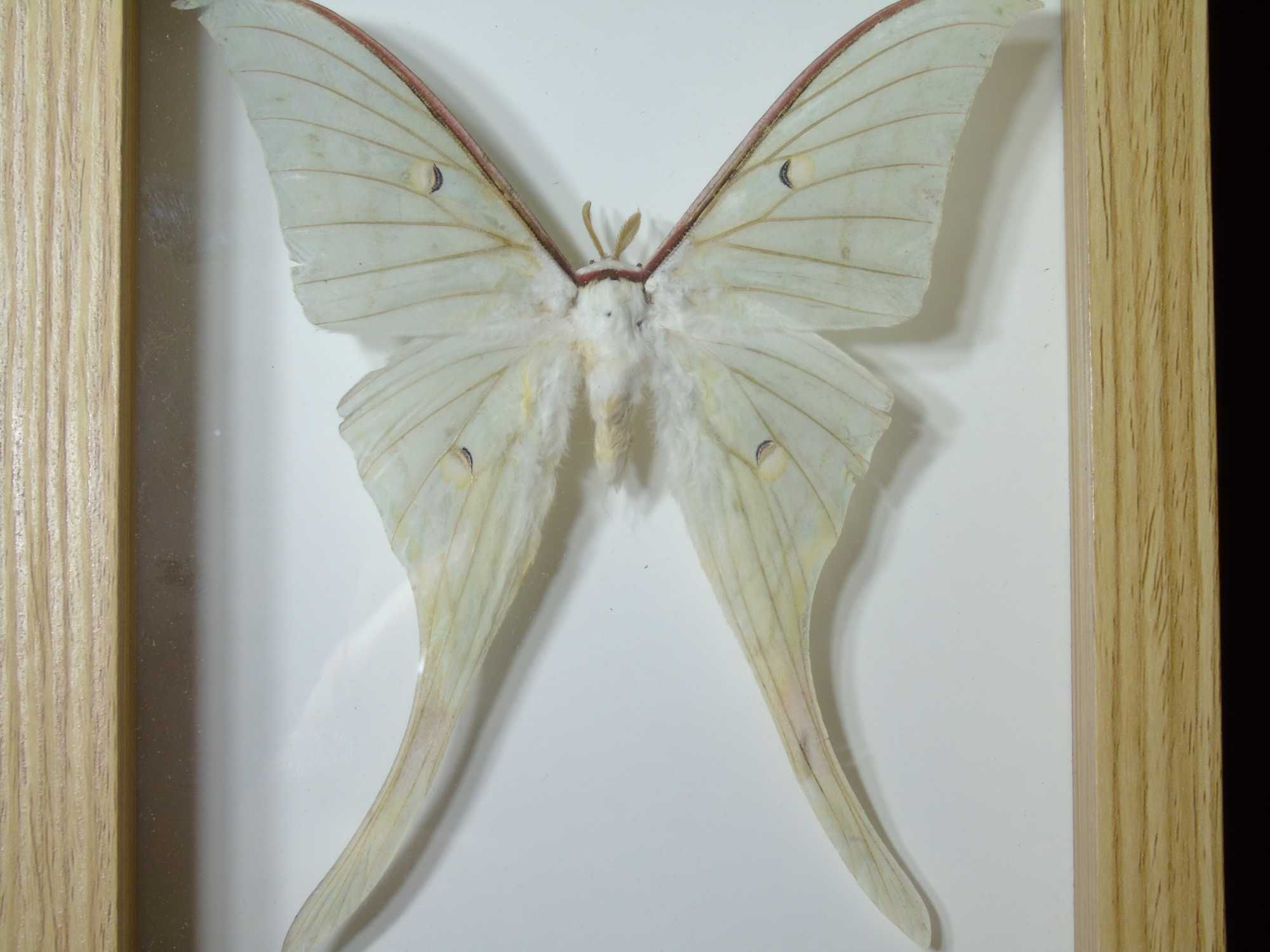 Motyl w ramce / gablotce 17 x 22 cm . Actias luna 125 mm .