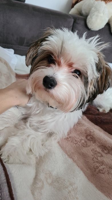 Бивер ищет невесту