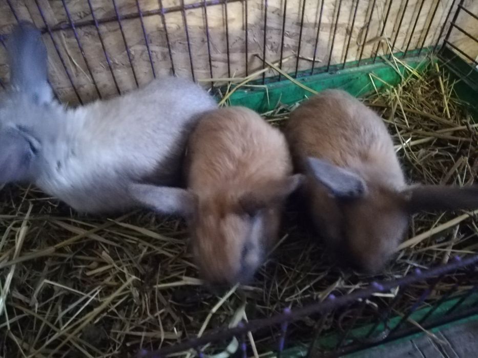 Вислоухие мини крольчата