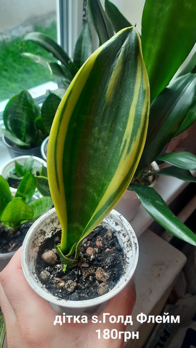 Сансевієрія, Sansevieria