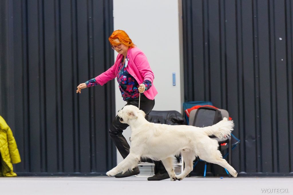 Golden retriever po championach Związek Kynologiczny w Polsce FCI