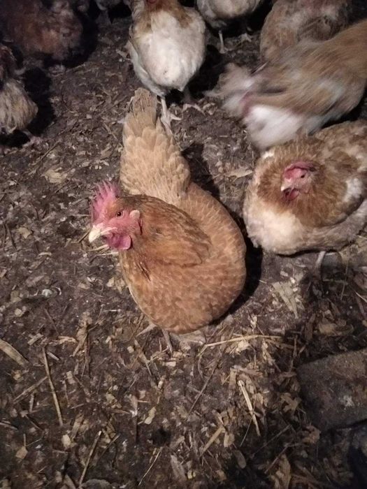 Продам кури( R3A)