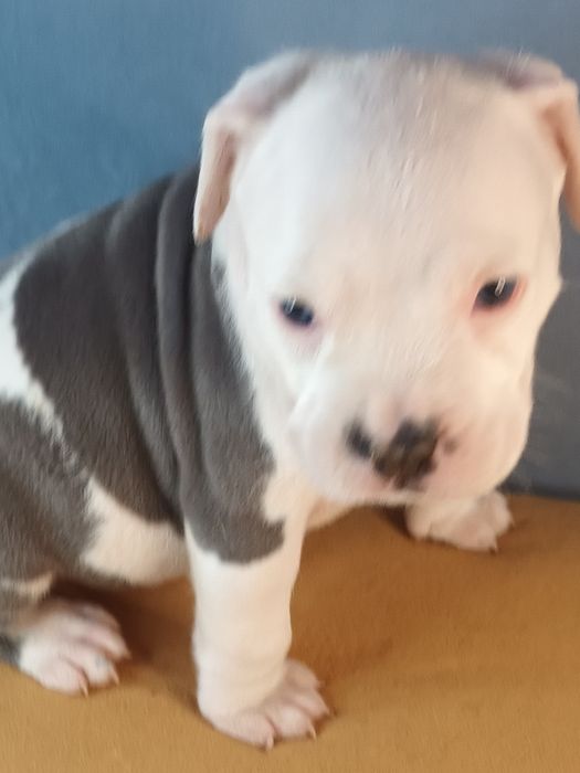 Cudo Biało Głowy Blue Amstaff