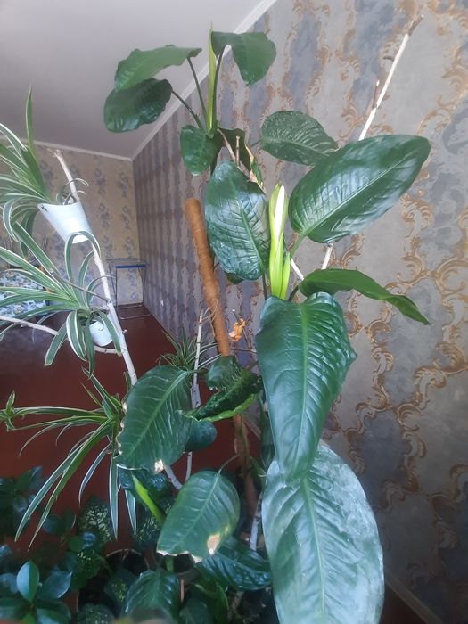 комнатные растения
