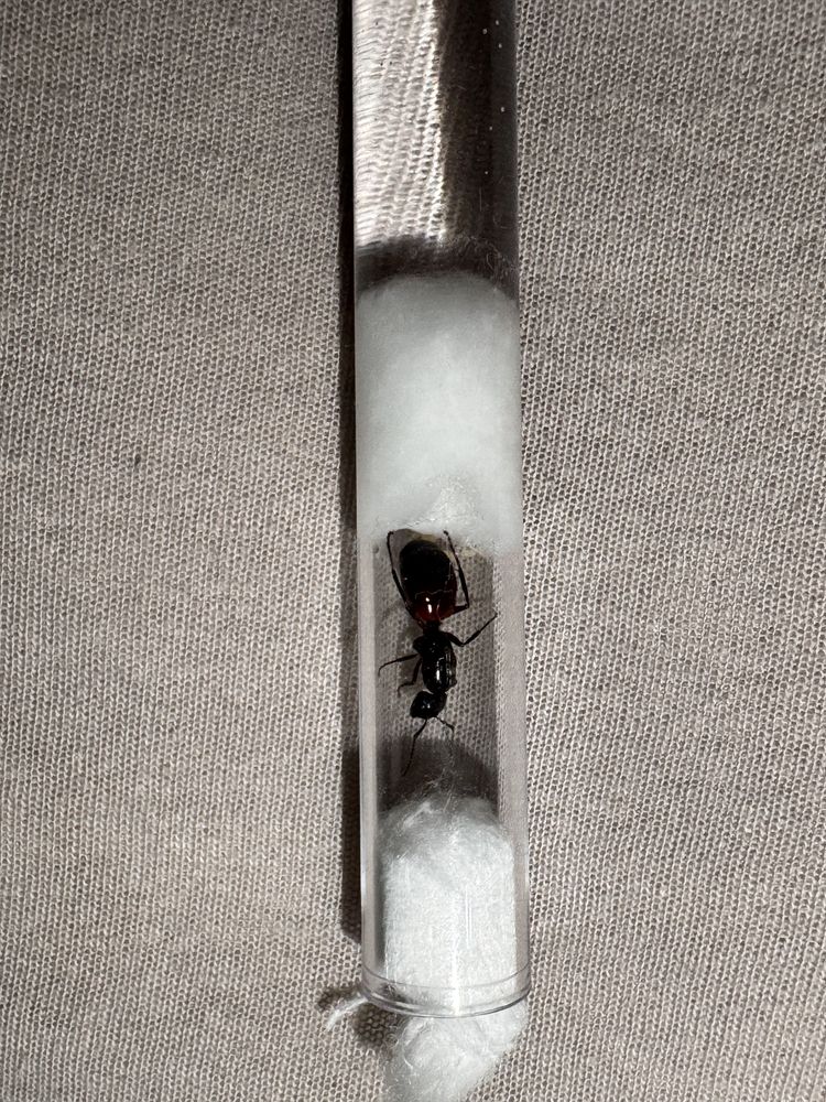 Camponotus ligniperda 2+1 gratis !!!