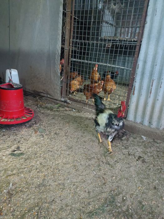 Vendo galos caseiros