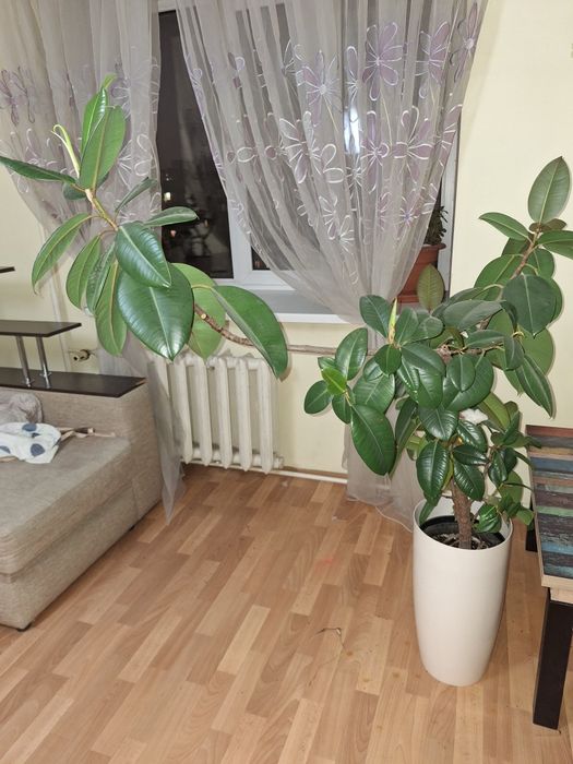 Фикус каучуконосний з горшком