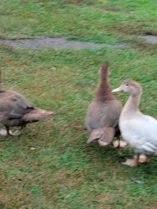 Kaczki piżmowe młode