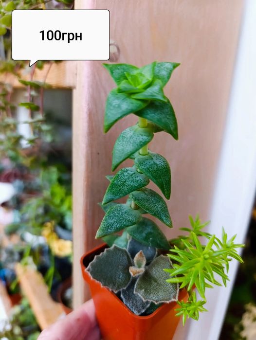 Продаж кімнатних сукулентів