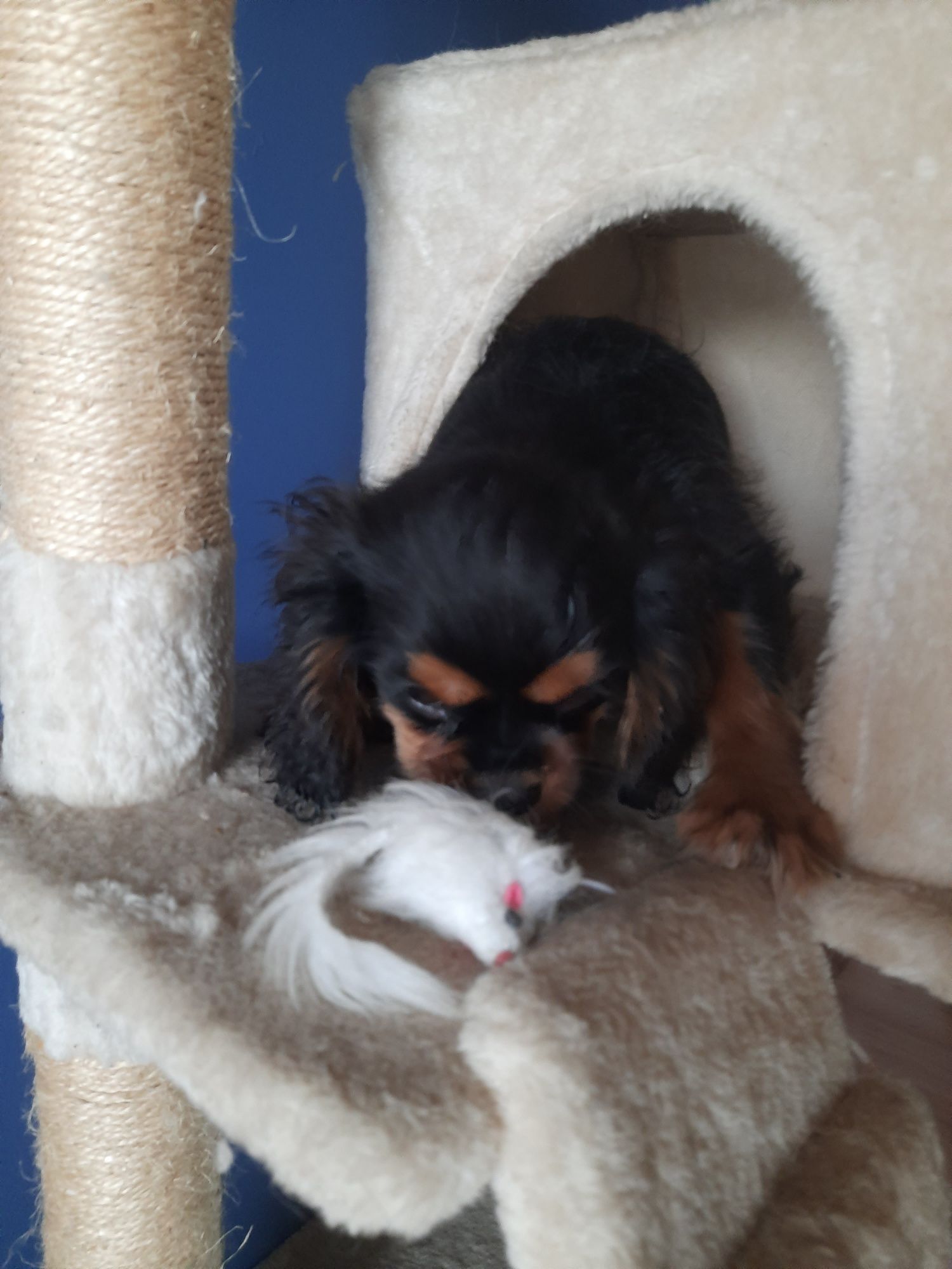 Cavalier King Charles spaniel pies