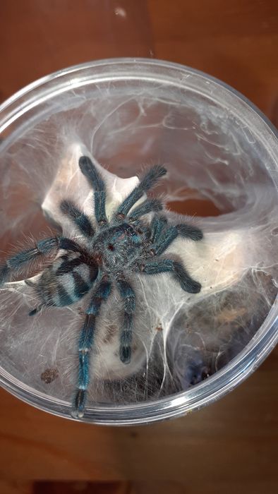 Caribena versicolor samiec l7