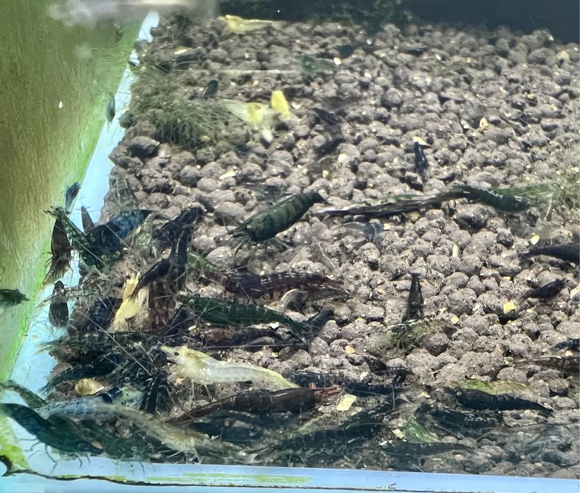 30x Neocaridias variadas