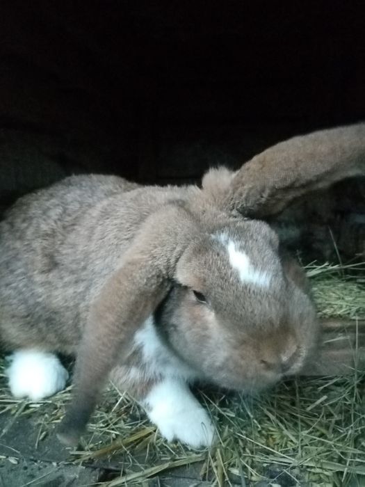 Króliki mieszańce nowozelandzki czerwony x baran francuski