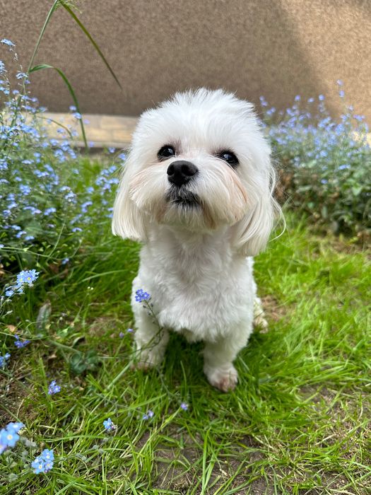 Вʼязка мальтійської болонки (мальтезе)