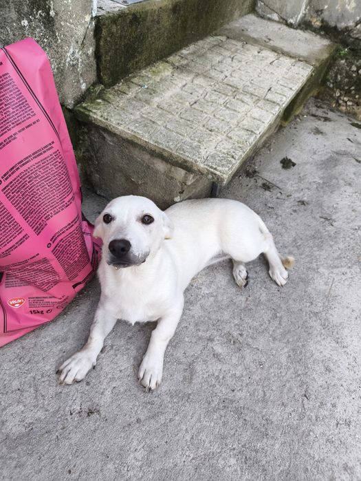 Duas bebés para adopção