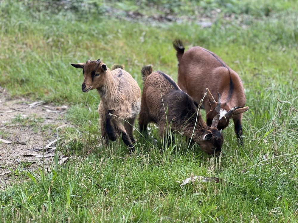 Cabras anas / femeas