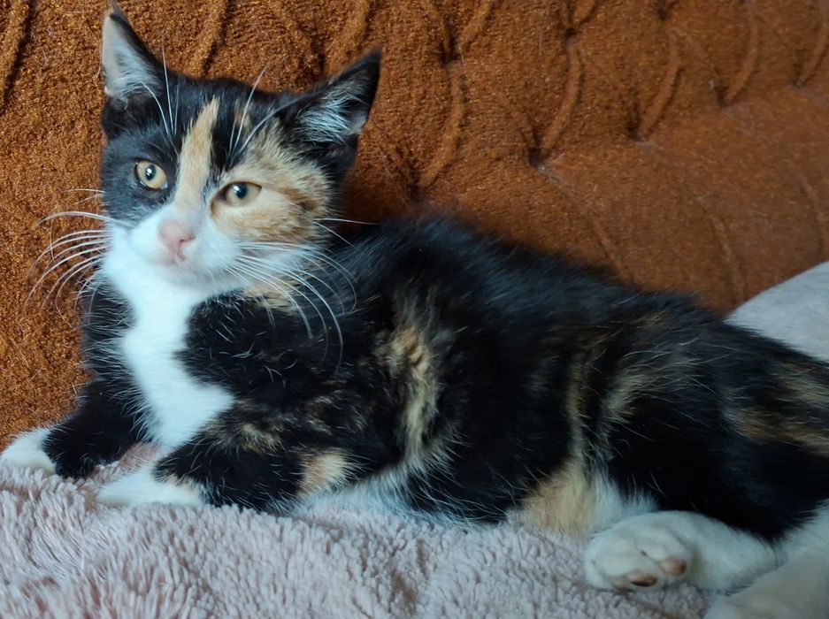 Basia- kotunia szuka stałego domku