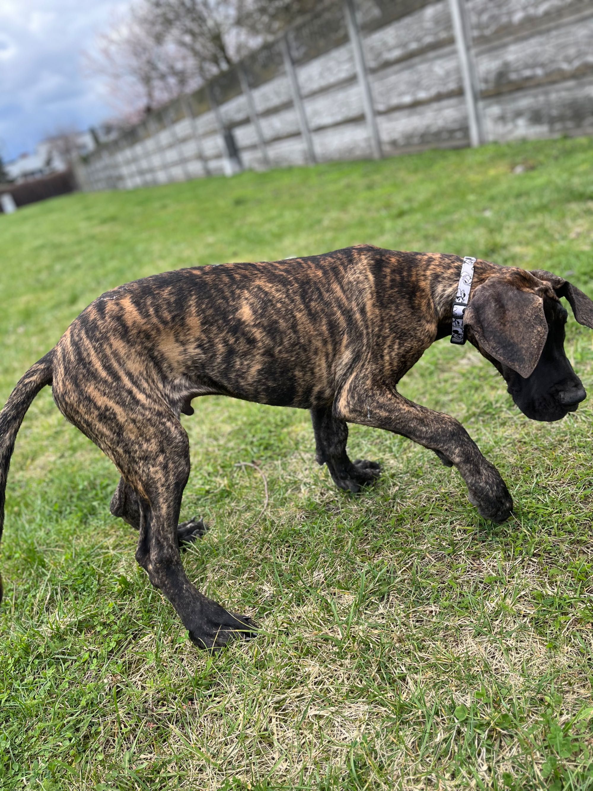 Dog niemiecki szczenię piesek pręgowany