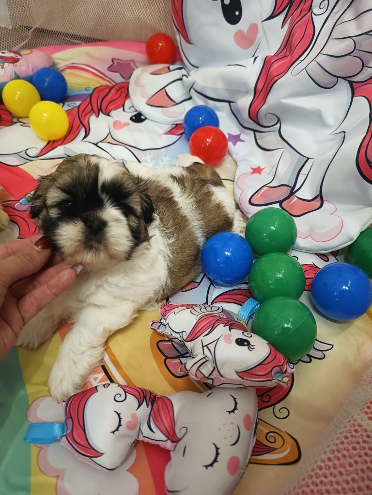 GAJA suczka Shihtzu z Brit Life*PL Zapraszamy do rezerwacji