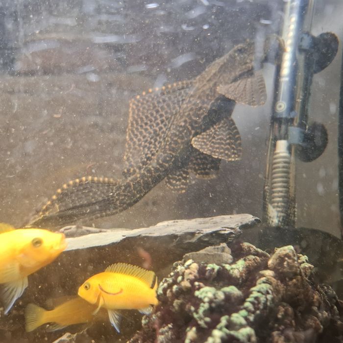 Glonojad 20 cm bardzo okazaly