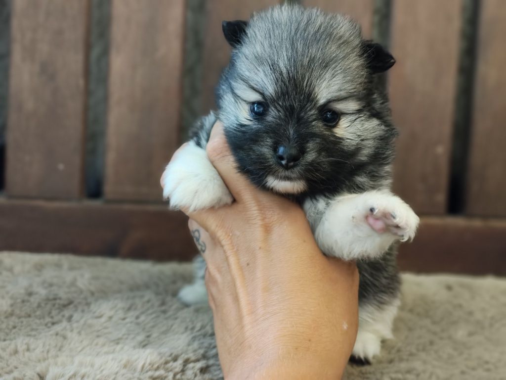 Spitz alemão anão menino