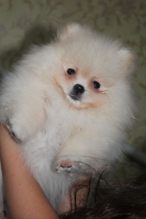 Дівчинка 2 міс КСУ