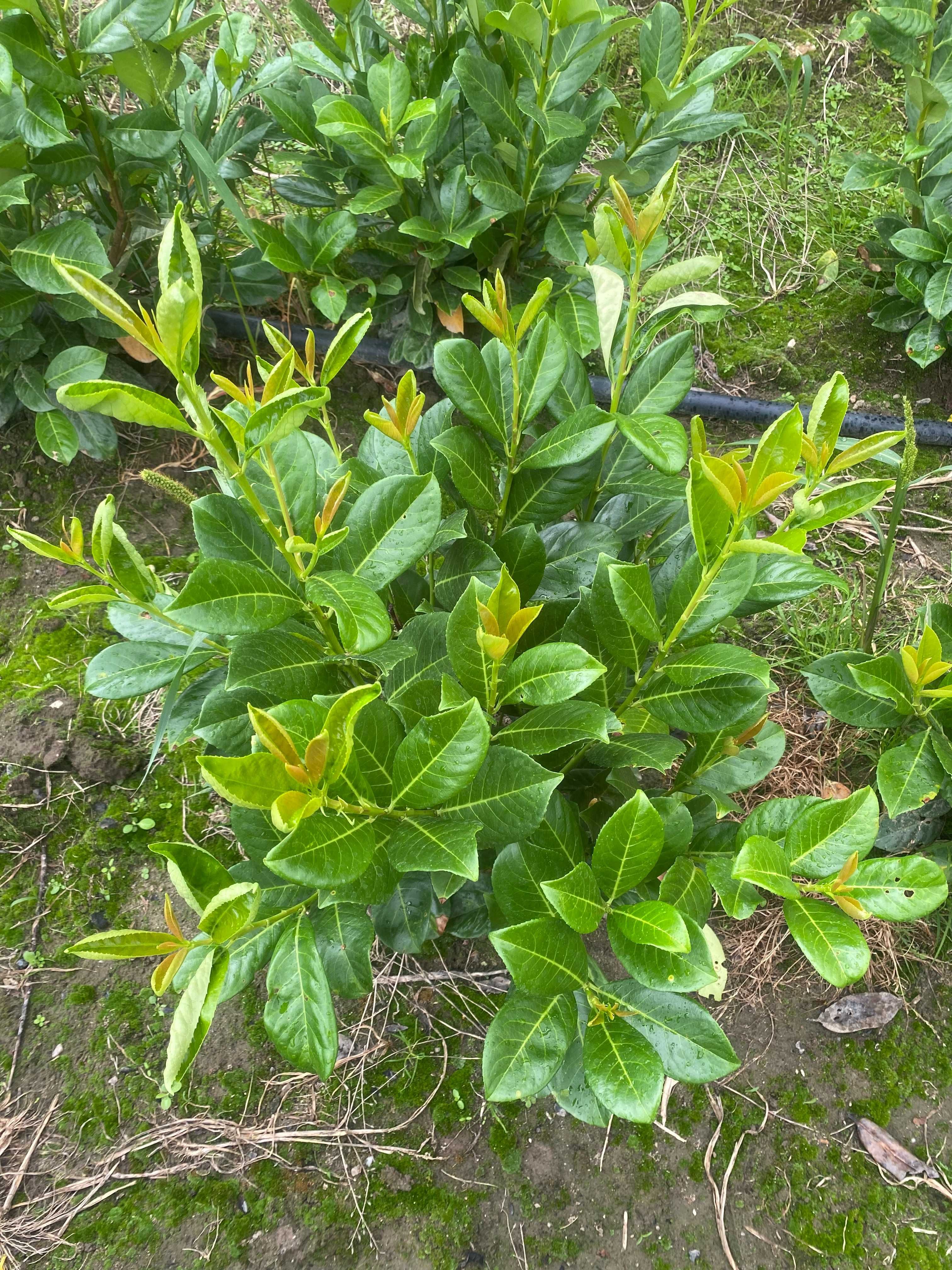 Laurowiśnia wschodnia! 80-100 cm! Novita! Caucasica! Rotundifolia!