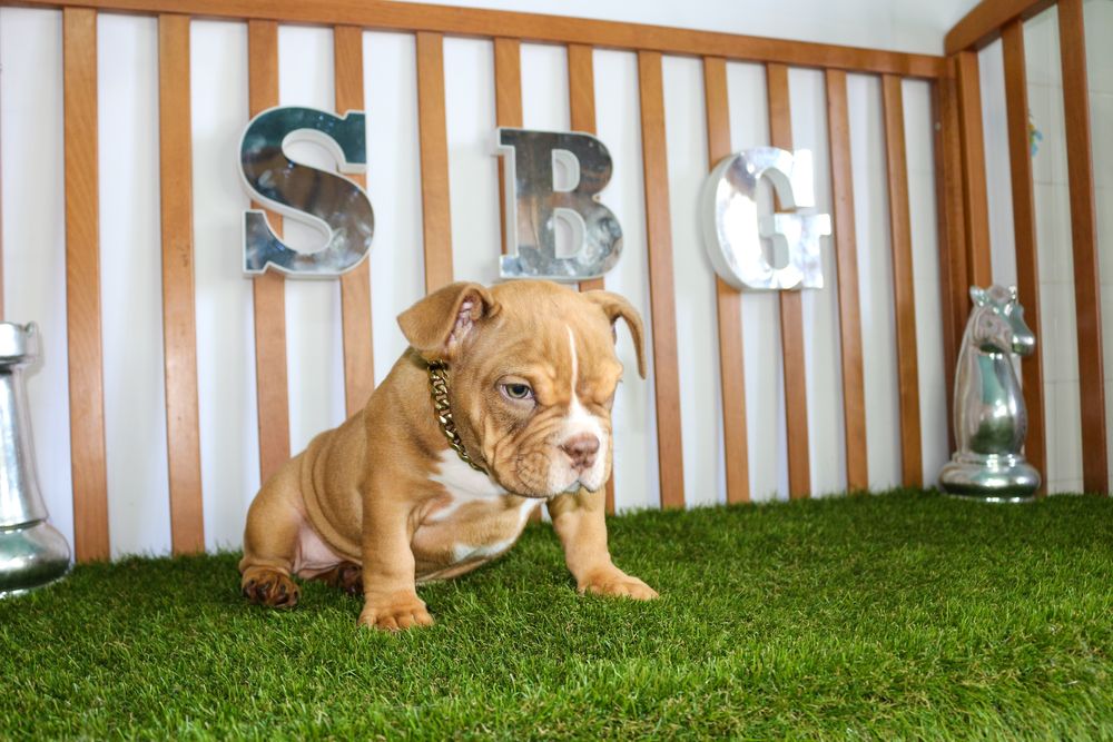 Exotic bully micro