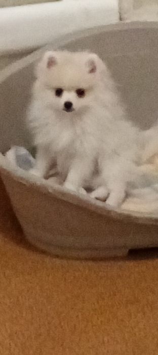 Пушыстый мальчик.