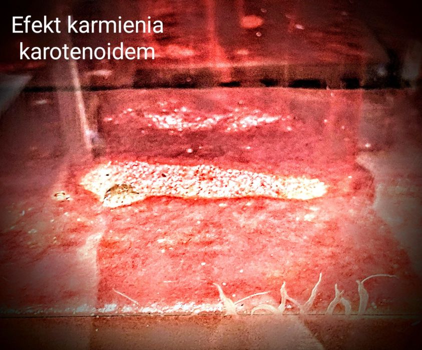 Hoduje auloforus  duża porcja 50g dla skalar bystrzyk zwinnik glonojad