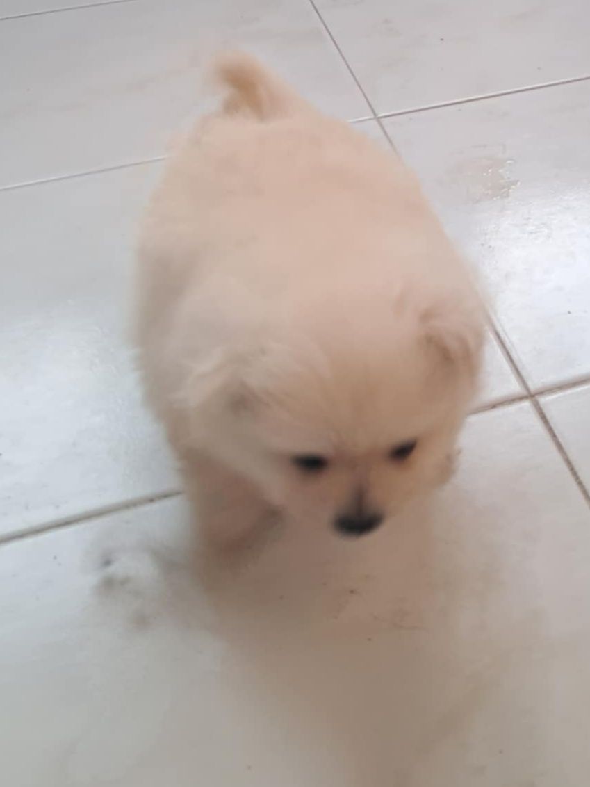 Spitz alemão masculino