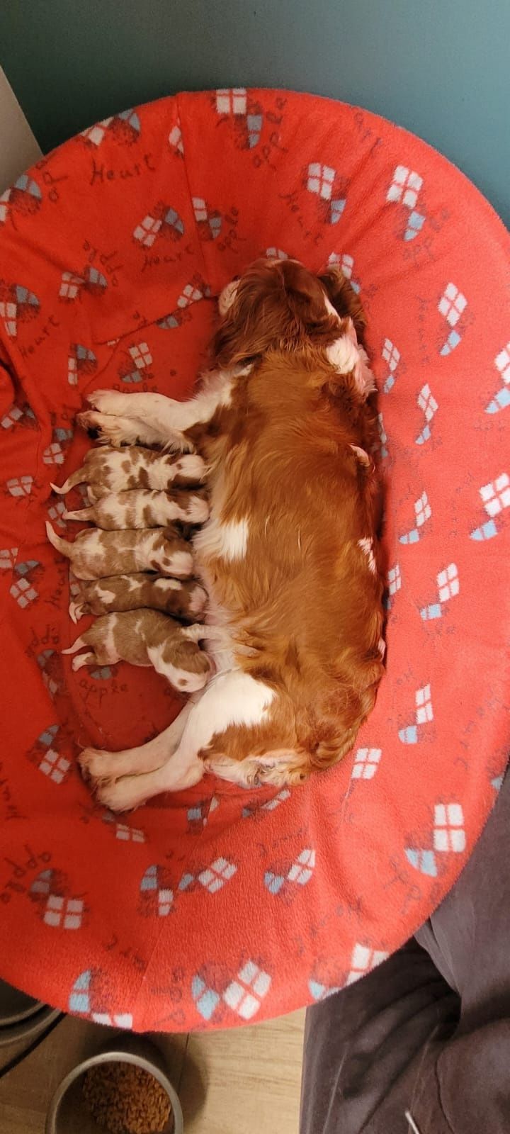 Cavalier King Charles Spaniel FCI