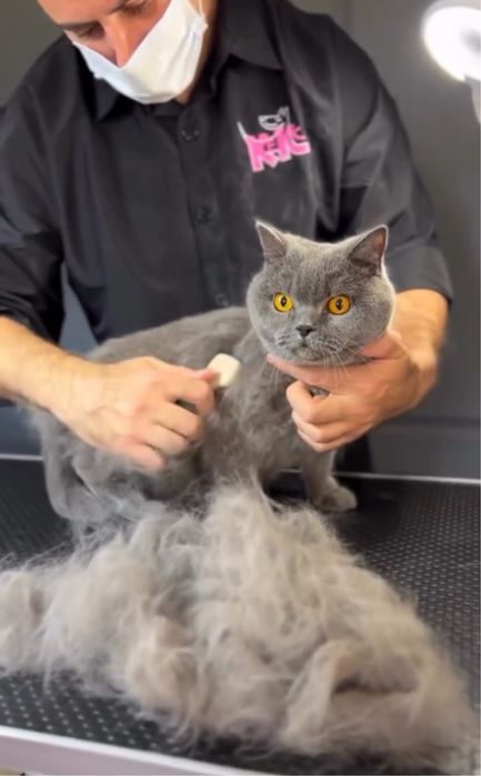 Експрес линька для котів | Грумінг Лівобережна