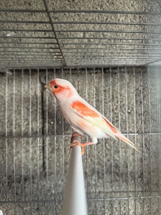 Canários novos (ano 2025)