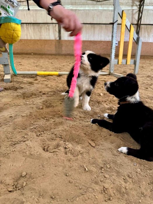 Border collie vers