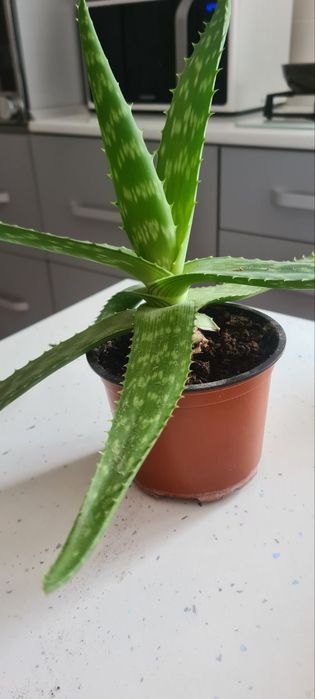 Вазони.  продам.