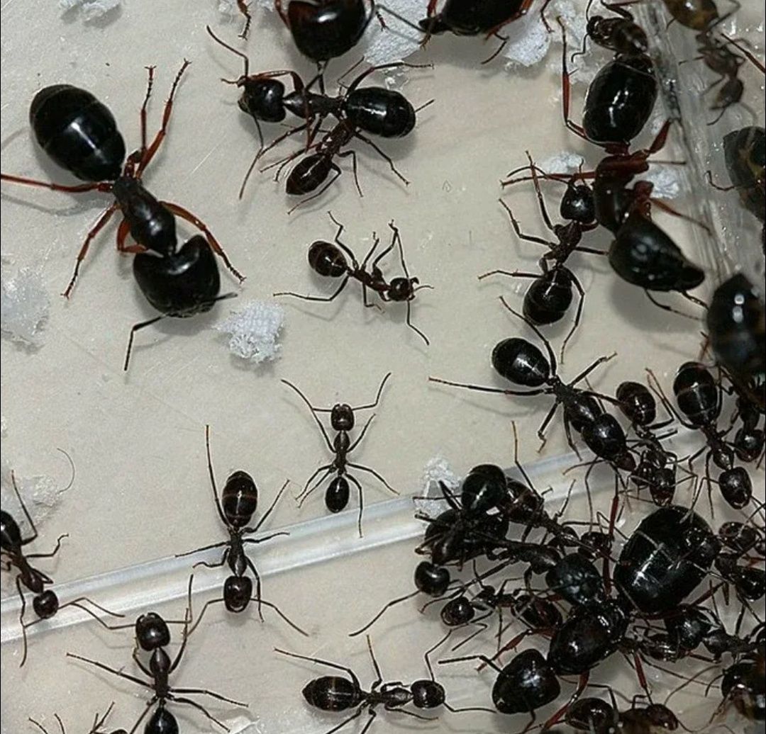 Camponotus largiceps