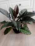 Philodendron Imperial Red - filodendron 65 cm